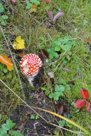 1238142_524375240978834_1577726012_n