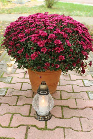 1377183_540006286082396_954188575_n